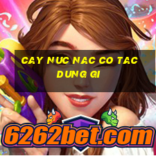 cay nuc nac co tac dung gi