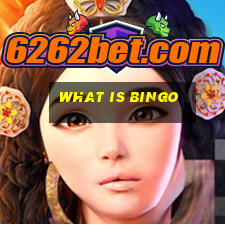 what is bingo