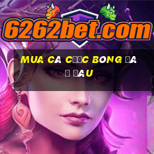 Mua cá cược bóng đá ở đâu