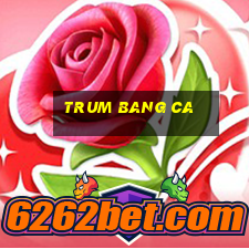 trum bang ca