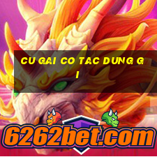 cu gai co tac dung gi