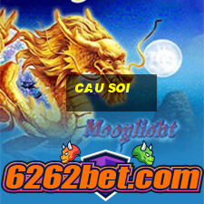 cau soi