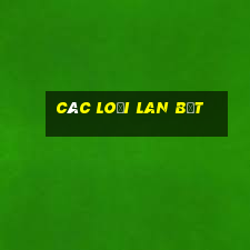 các loại lan bệt