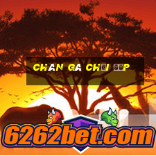 chân gà chọi đẹp